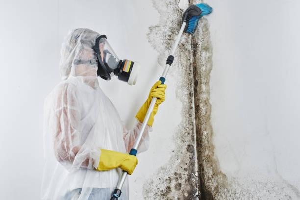 Best Black Mold Removal  in Eidson Road, TX