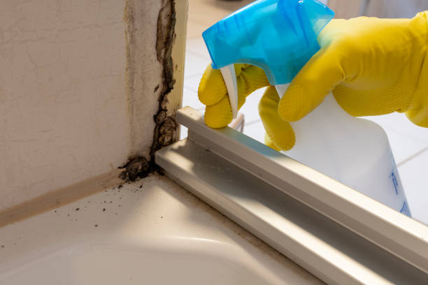 Best Mold Removal Process  in Eidson Road, TX