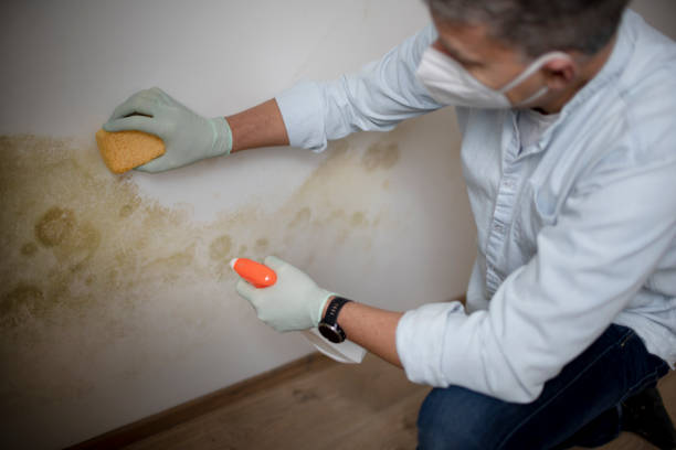 Best Mold Remediation Services  in Eidson Road, TX