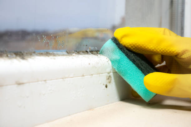 Best Mold Removal Company Near Me  in Eidson Road, TX