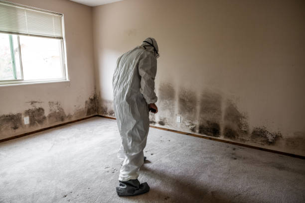 Best Commercial Mold Removal  in Eidson Road, TX