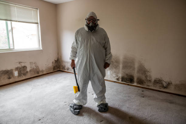 Mold Removal Process in Eidson Road, TX
