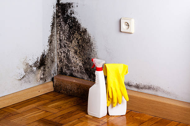 Certified Mold Removal in Eidson Road, TX