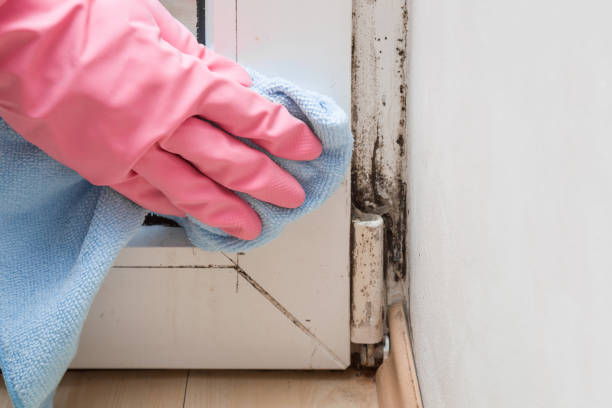 Best Mold Remediation  in Eidson Road, TX