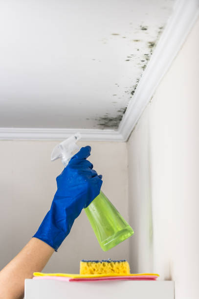 Trusted Eidson Road, TX Mold Removal Experts